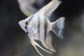 Blue Sapphire Angelfish