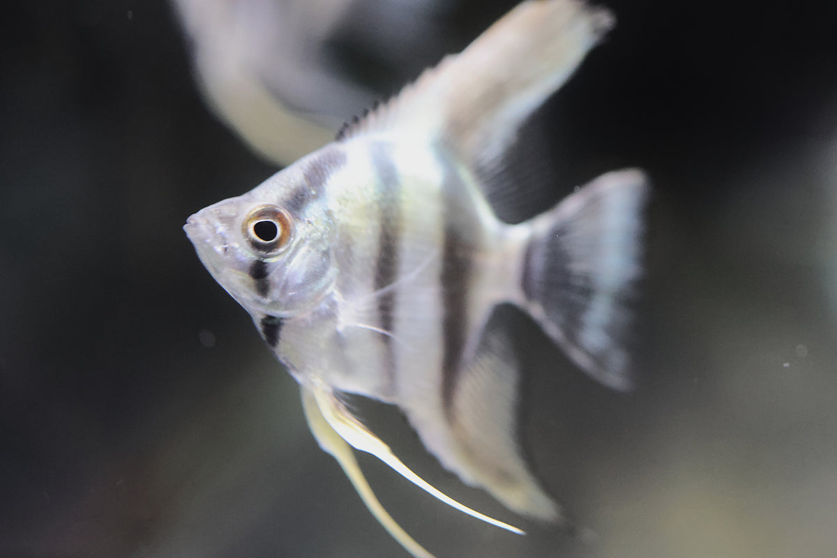 Blue Sapphire Angelfish