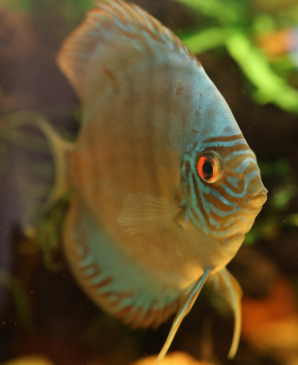 Blue Turquoise Discus