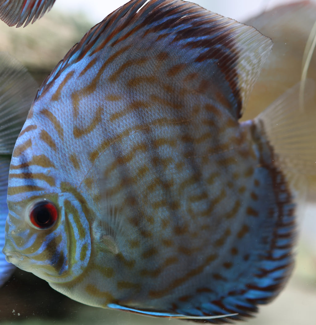 Blue Turquoise Discus