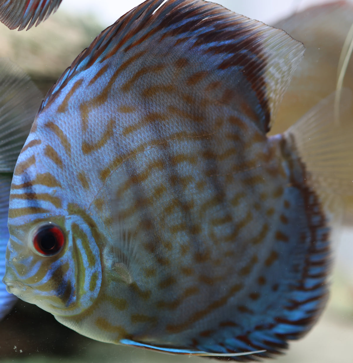 Blue Turquoise Discus