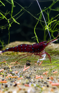 Sulawesi Shrimp (RARE)