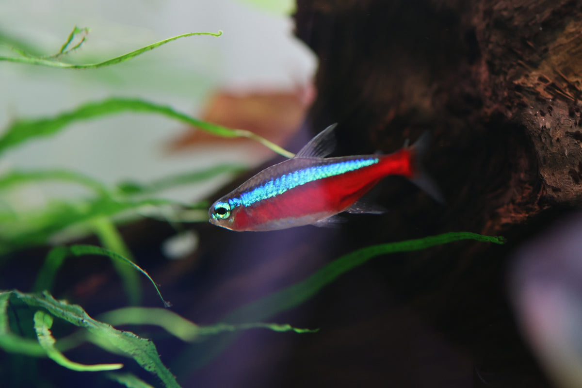 Cardinal Tetra
