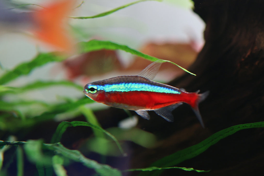Cardinal Tetra