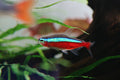 Cardinal Tetra