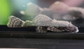 Common Bristlenose (5-7cm Approx.)
