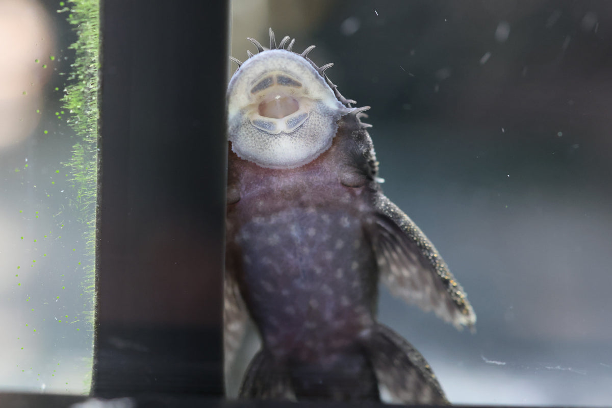 Common Bristlenose