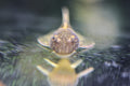 Assorted Bristlenose 4cm Approx.