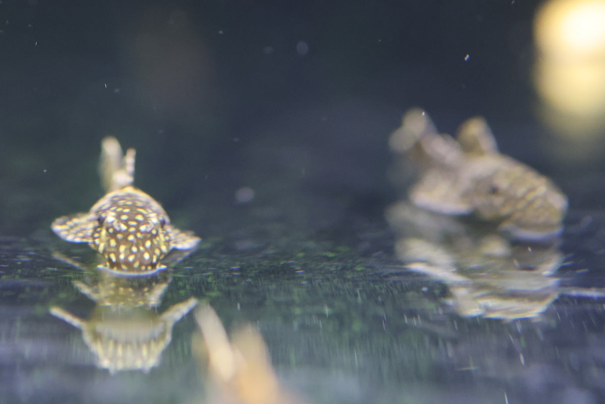 Assorted Bristlenose 4cm Approx.
