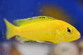 Electric Yellow Mbuna Cichlid (5-8cm)
