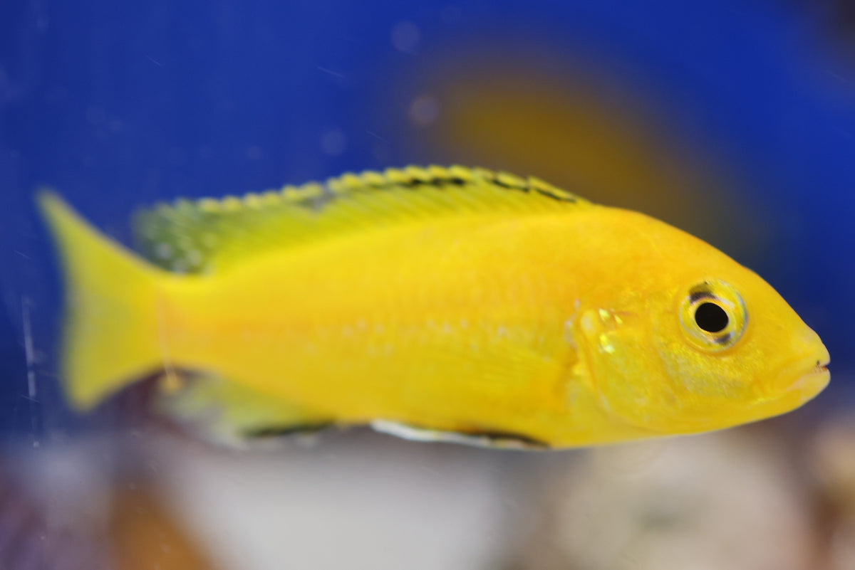 Electric Yellow Mbuna Cichlid (5-8cm)