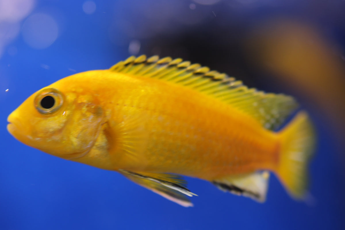 Electric Yellow Mbuna Cichlid (5-8cm)