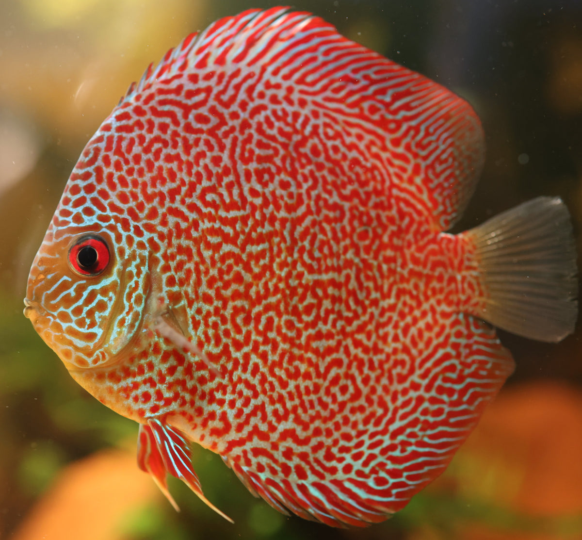 Eruption Discus