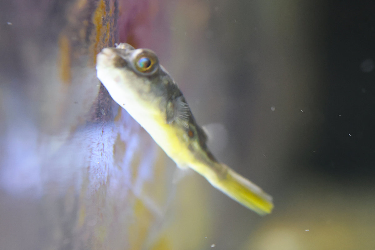 Fahaka Pufferfish (3cm)