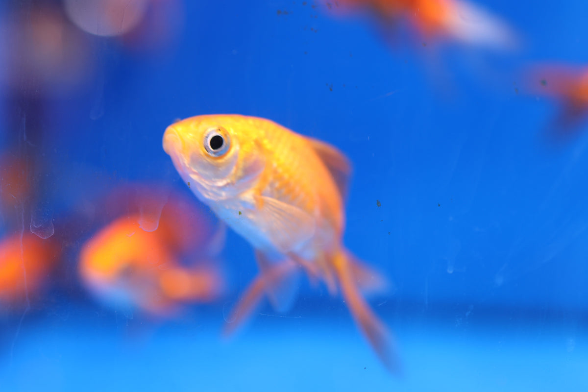 Fantail Goldfish (5cm)