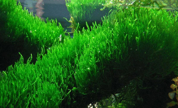 Flame Moss 6cm diameter