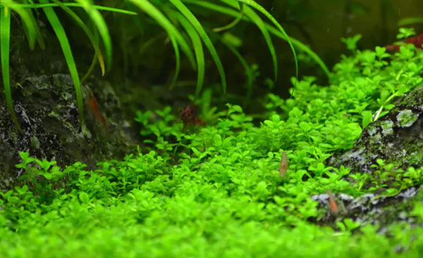 Hemianthus callitrichoides 5cm Pot