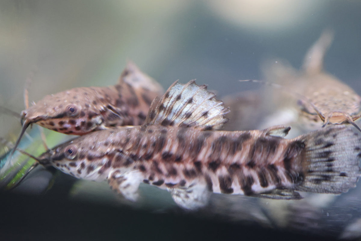 Hoplo Catfish