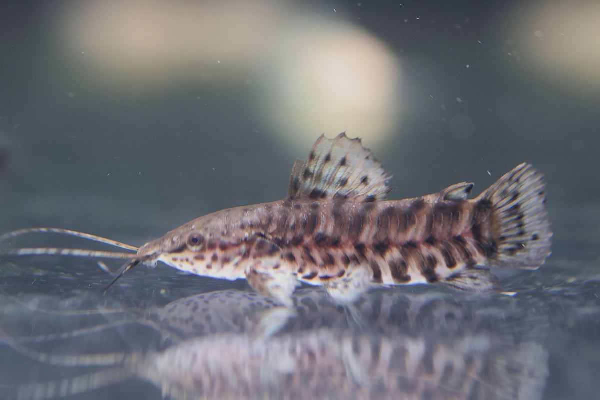 Hoplo Catfish