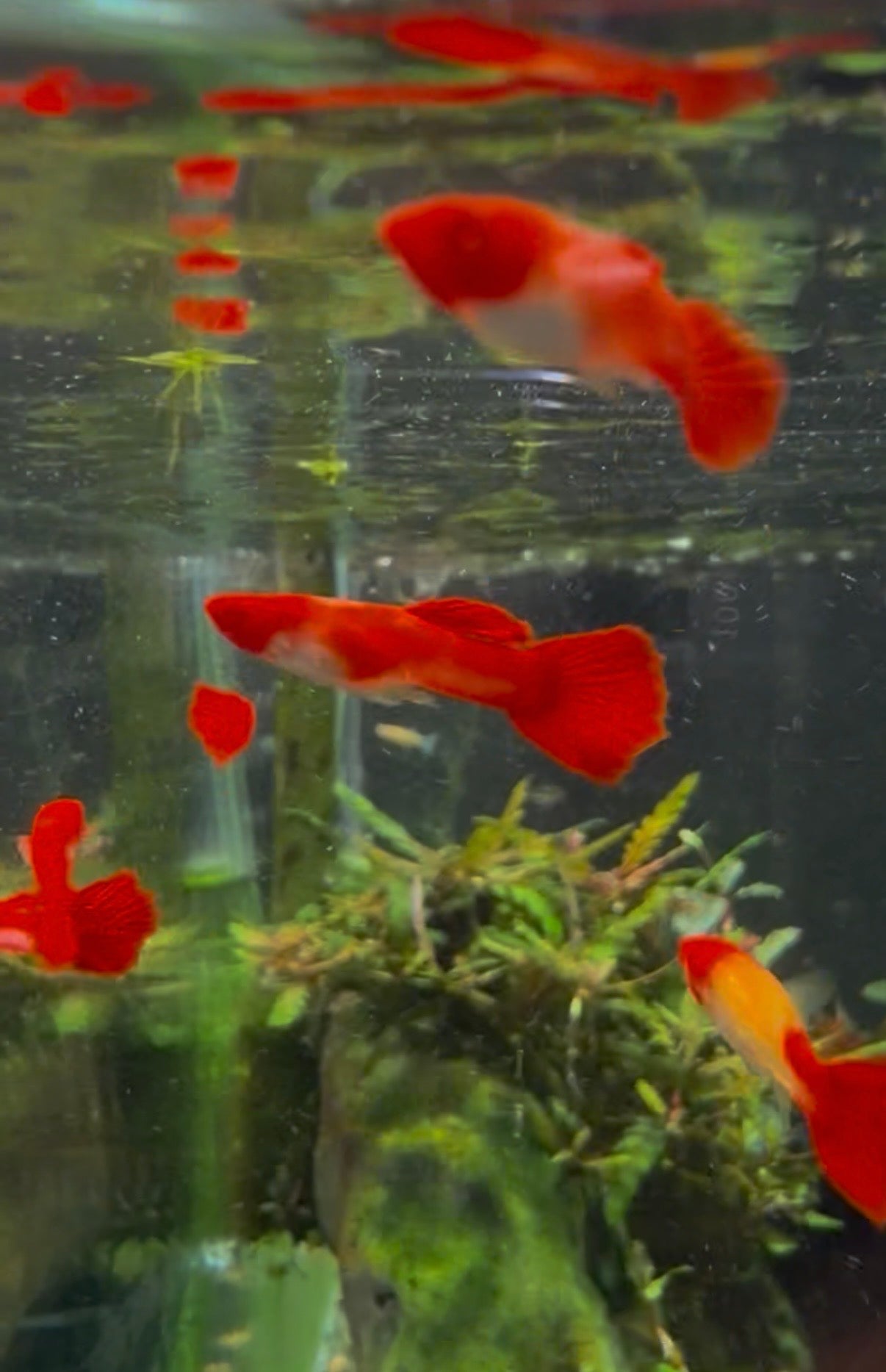 Koi Guppy