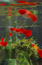 Koi Guppy
