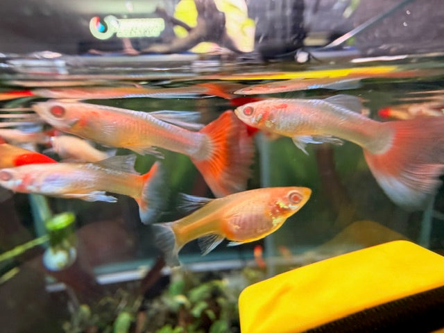 Albino Red Topaz Guppy