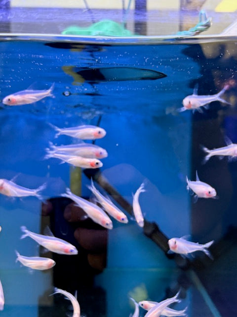 Albino Rummynose Tetra
