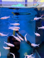 Albino Rummynose Tetra