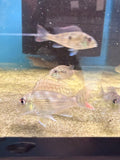 Geophagus Sveni