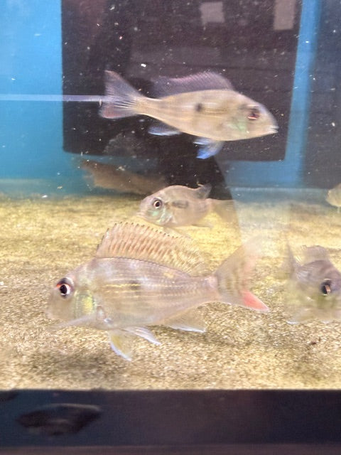 Geophagus Sveni