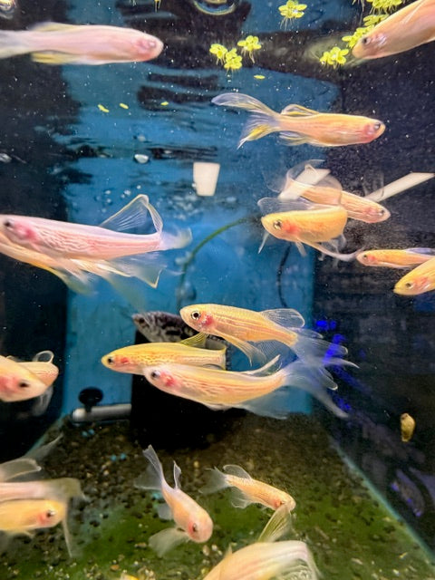 Longfin Danios