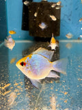 Balloon Electric Blue Ram