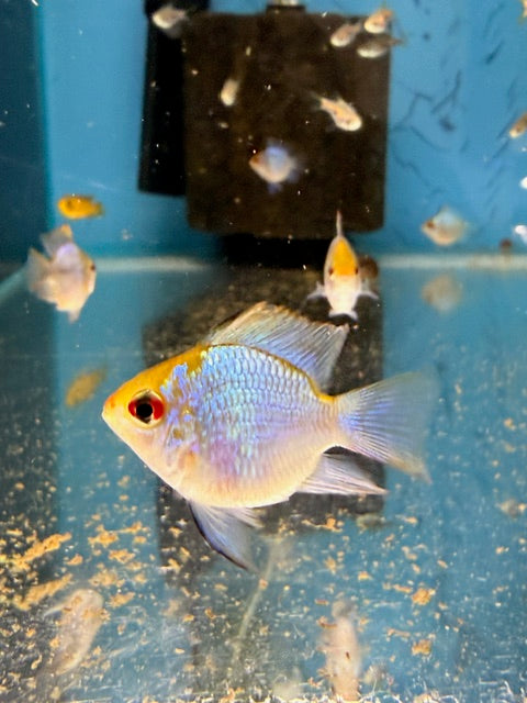 Balloon Electric Blue Ram