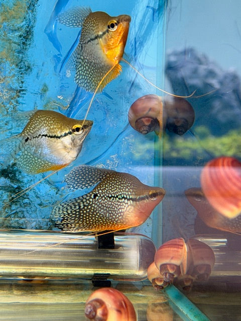 Balloon Pearl Gourami