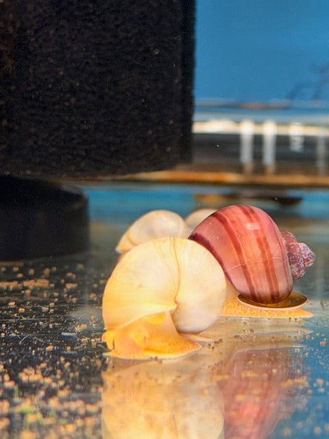 Mystery Snail