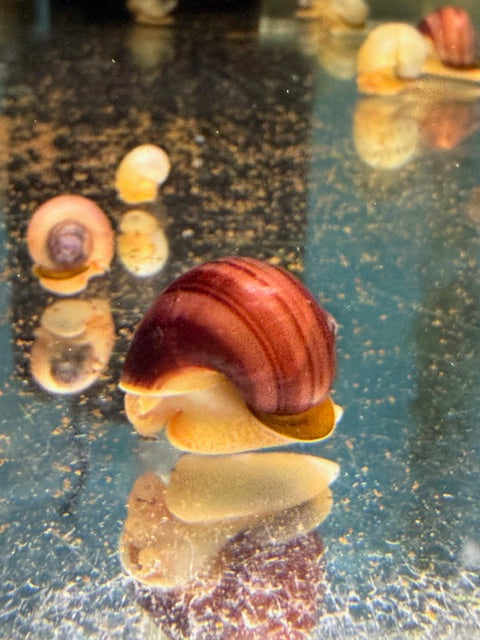 Mystery Snail