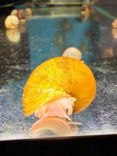 Mystery Snail