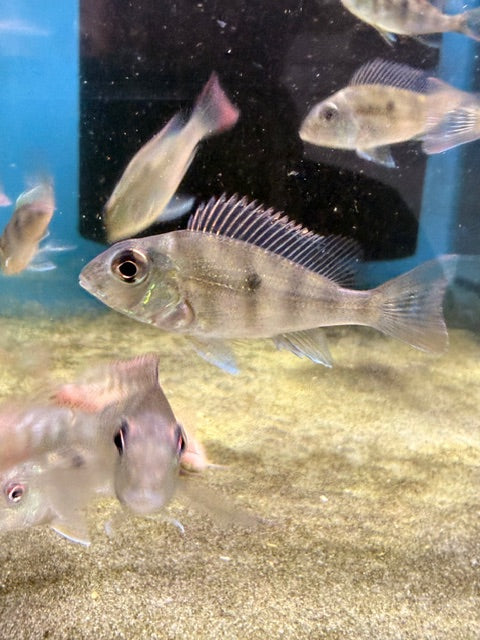 Geophagus Redhorse