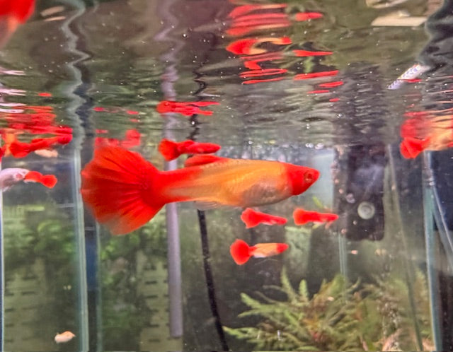Koi Guppy