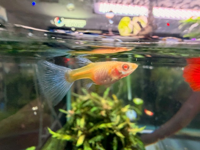 Albino Red Topaz Guppy