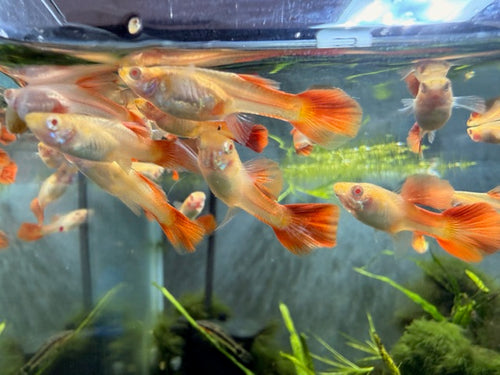 Albino Full Red Guppy