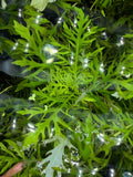 Water Wisteria (Hygrophila difformis)