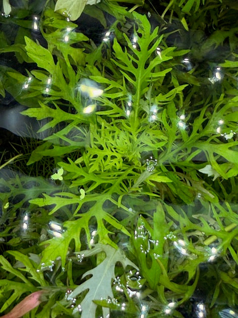 Water Wisteria (Hygrophila difformis)