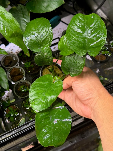 Anubias Pot 5cm