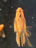 Super Red Longfin Pleco