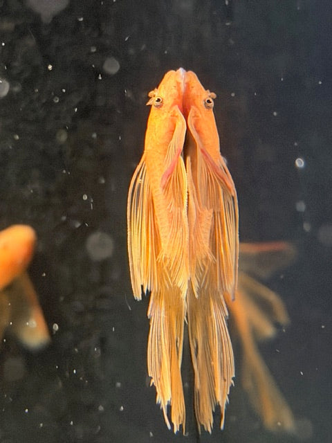 Super Red Longfin Pleco