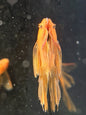 Super Red Longfin Pleco