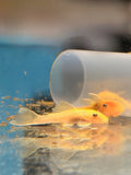 Albino Bristlenose Pleco