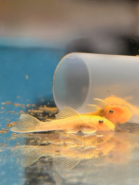 Lemon Blue Eyes Bristlenose