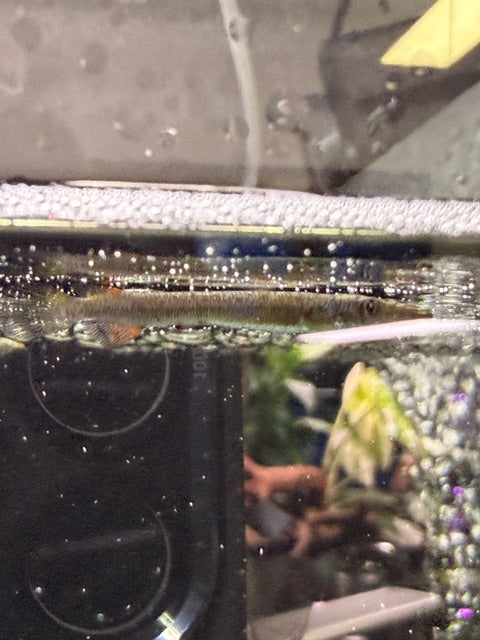 Gold Halfbeak